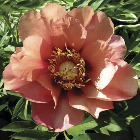 Peonija intersekciju Old Rose Dandy /Paeonia itoh/